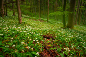 Europe, Germany, Bavaria, Aschau am Inn, Wild Garlic Field in Forest, Europe, Germany, Bavaria, Aschau am Inn, Wild Garlic Field in Forest,